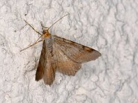 Macaria liturata 1, Gerimpelde spanner, Saxifraga-Peter Gergely